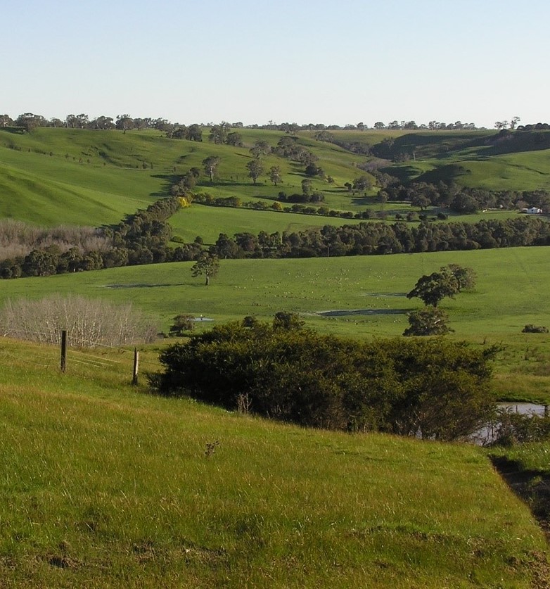 Patches of vegetation in a cleared landscape