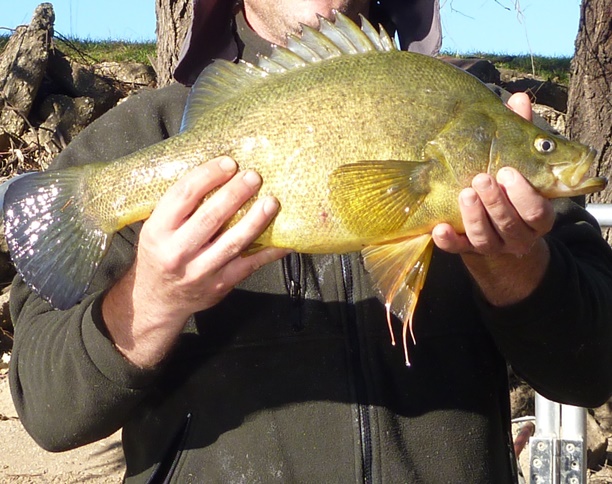 A Golden Perch; a native fish of the Murray-Darling Basin
