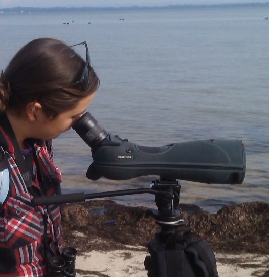 Using a telescope to identify and count waterbirds
