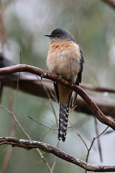 A Fan-tailed Cuckoo, a species that resides within the fire and carbon study area