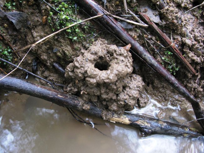 Burrow of a crayfish