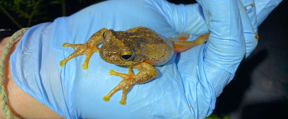 Watson's Tree frog in researchers gloved hand