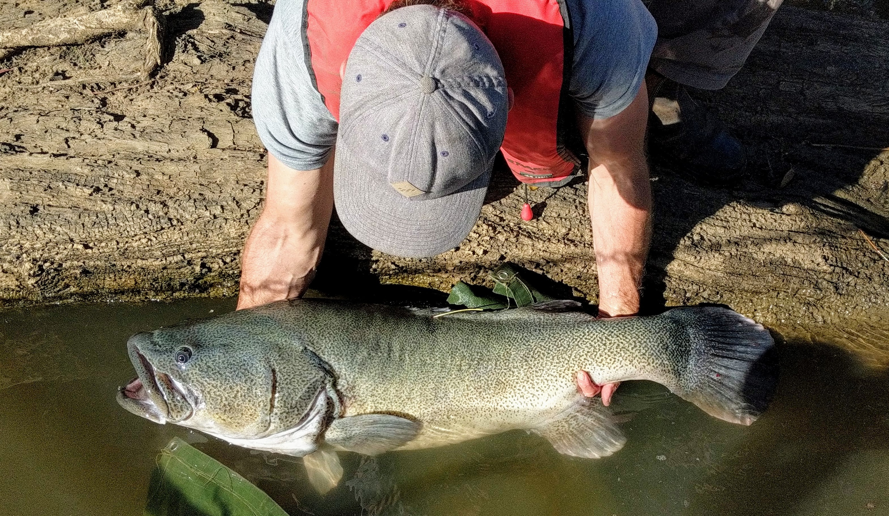 Releasing large Murray Cod