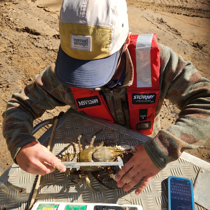 Measuring a Murray Crayfish