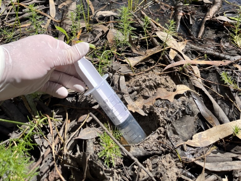 Using a syringe to collect an eDNA sample 
