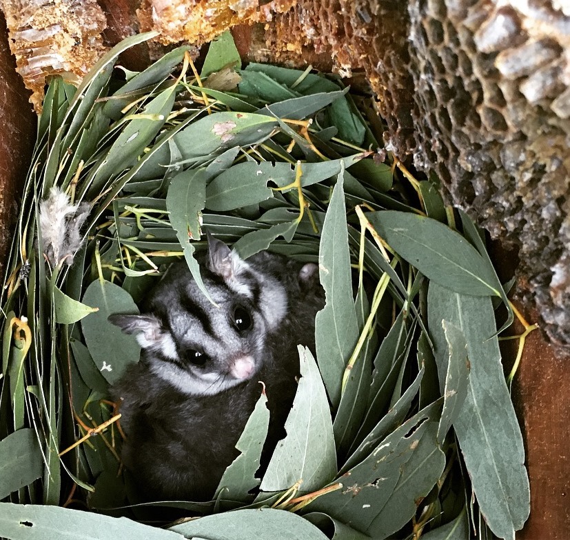 A Sugar Glider in a nest box installed by Connecting Country (photo: Jess Lawton)