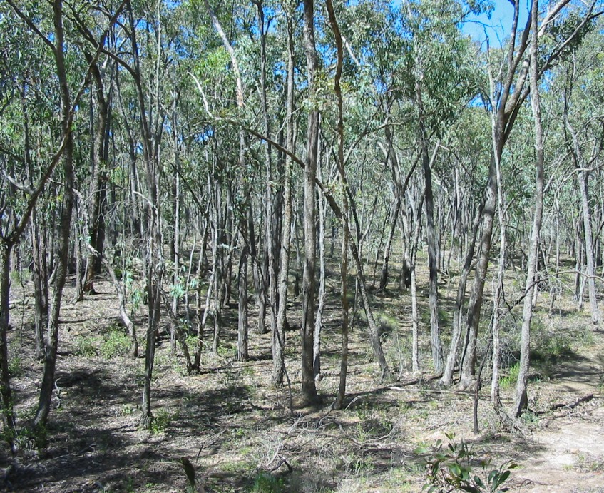 Box-Ironbark forest that has little old growth characteristics