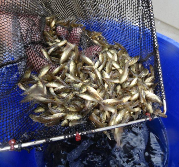 Macquarie Perch fingerlings bred for release to increase numbers