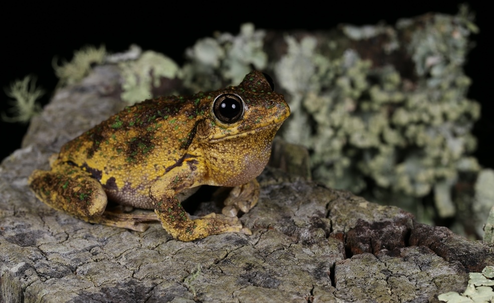 Peron's Tree Frog (Litoria peronii) (photo by Geoff Heard)