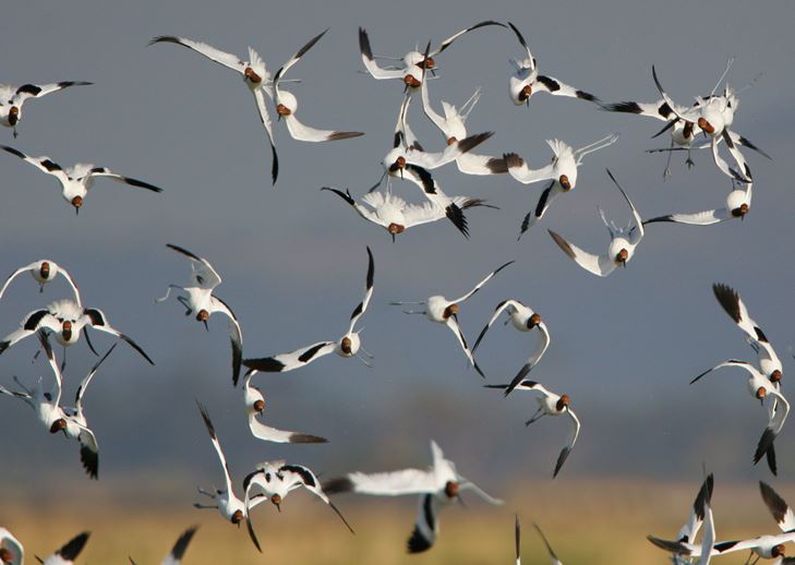 Red-necked Avocets in flight; image by BirdLife