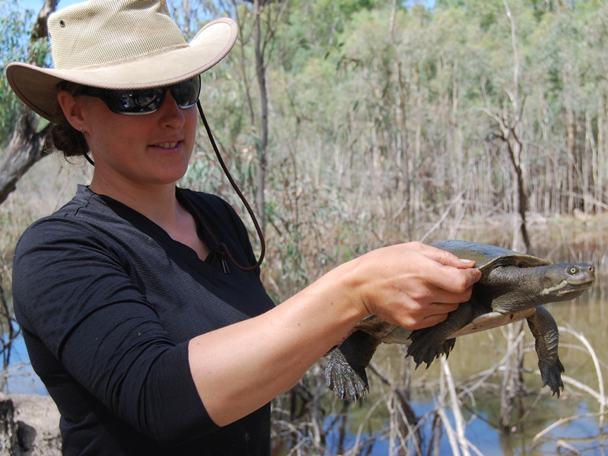 Katie Howard about to return a tagged Murray River Turtle to the water