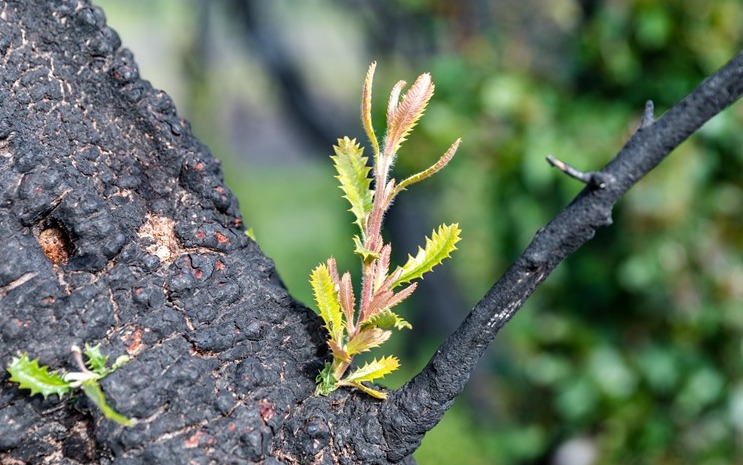 A banksia sprouting after being burnt