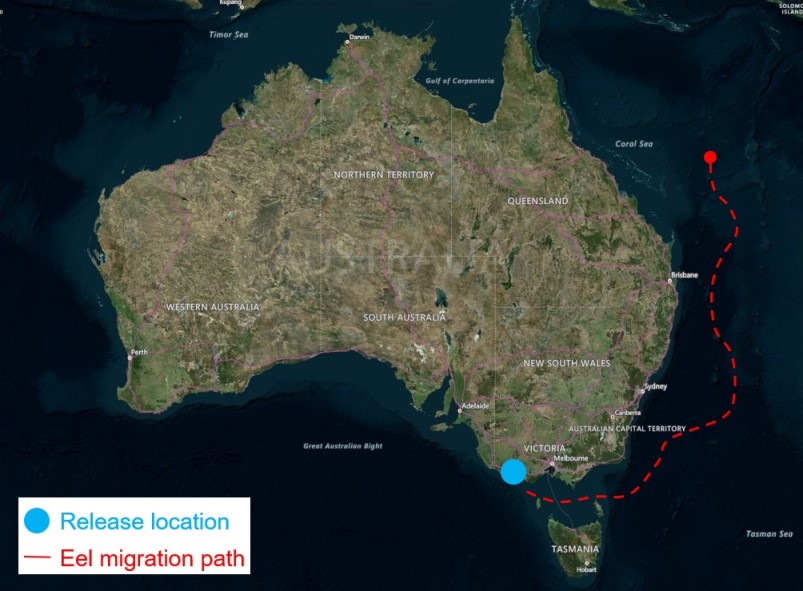 Map showing eel migration from Victoria to the Coral Sea