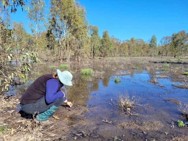 Someone looking at plants in shallow water