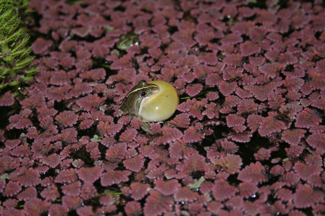 Spotted marsh frog calling