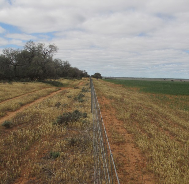 This fencing has been protecting native vegetation from grazing for many years