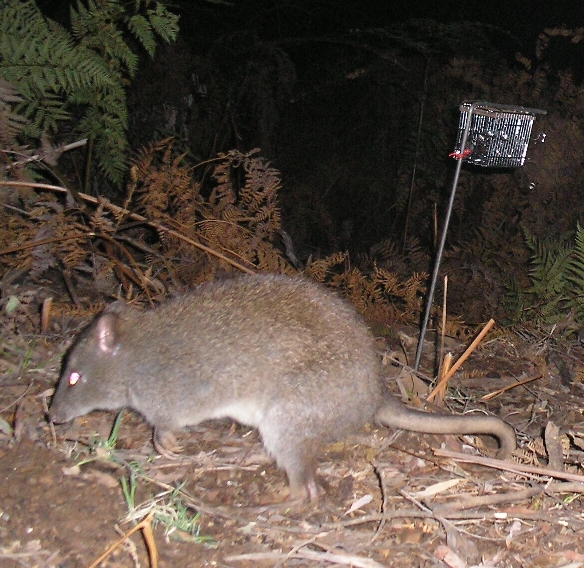 A Long-footed Potoroo in front of a bait cage in north-east Victoria