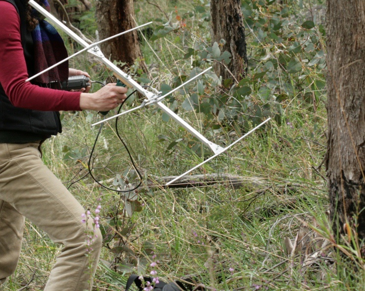 Radio tracking the Smoky Mouse