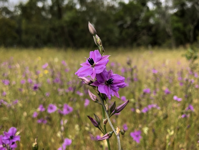 Purple flower