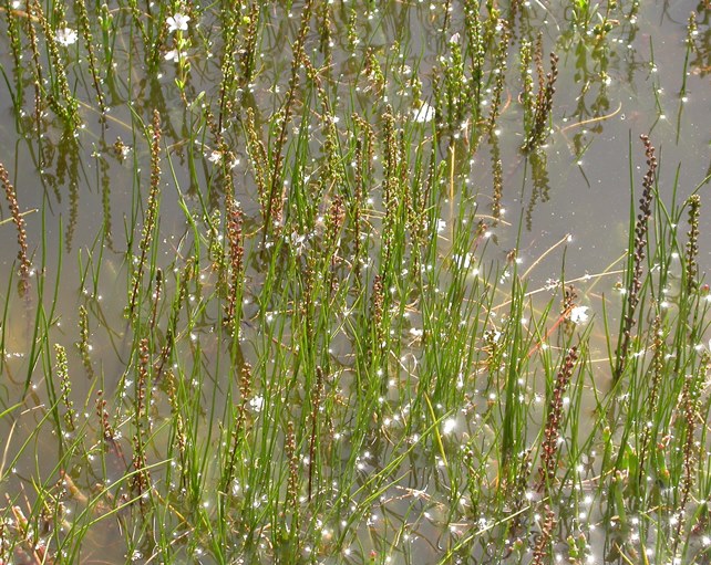 Some wetland plants produce seeds that float for long periods enabling dispersal in water