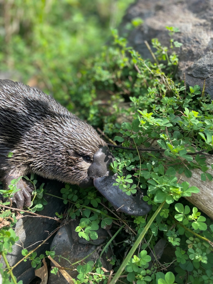 Platypus on the bank of a river