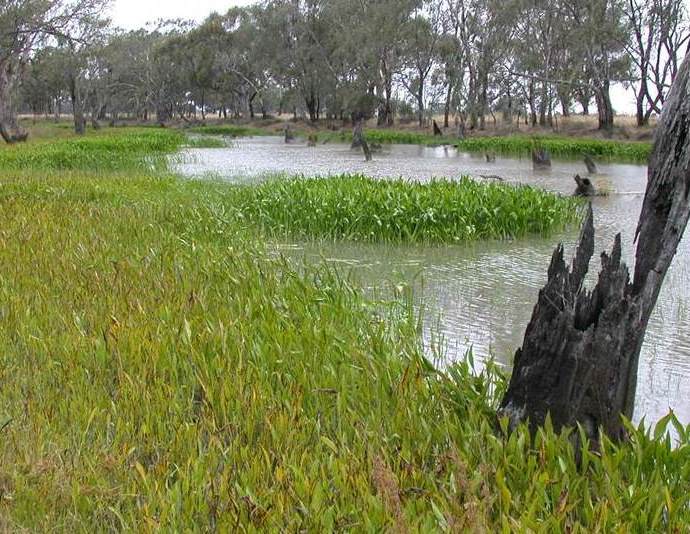 Saggitaria; a weed that can invade wetlands