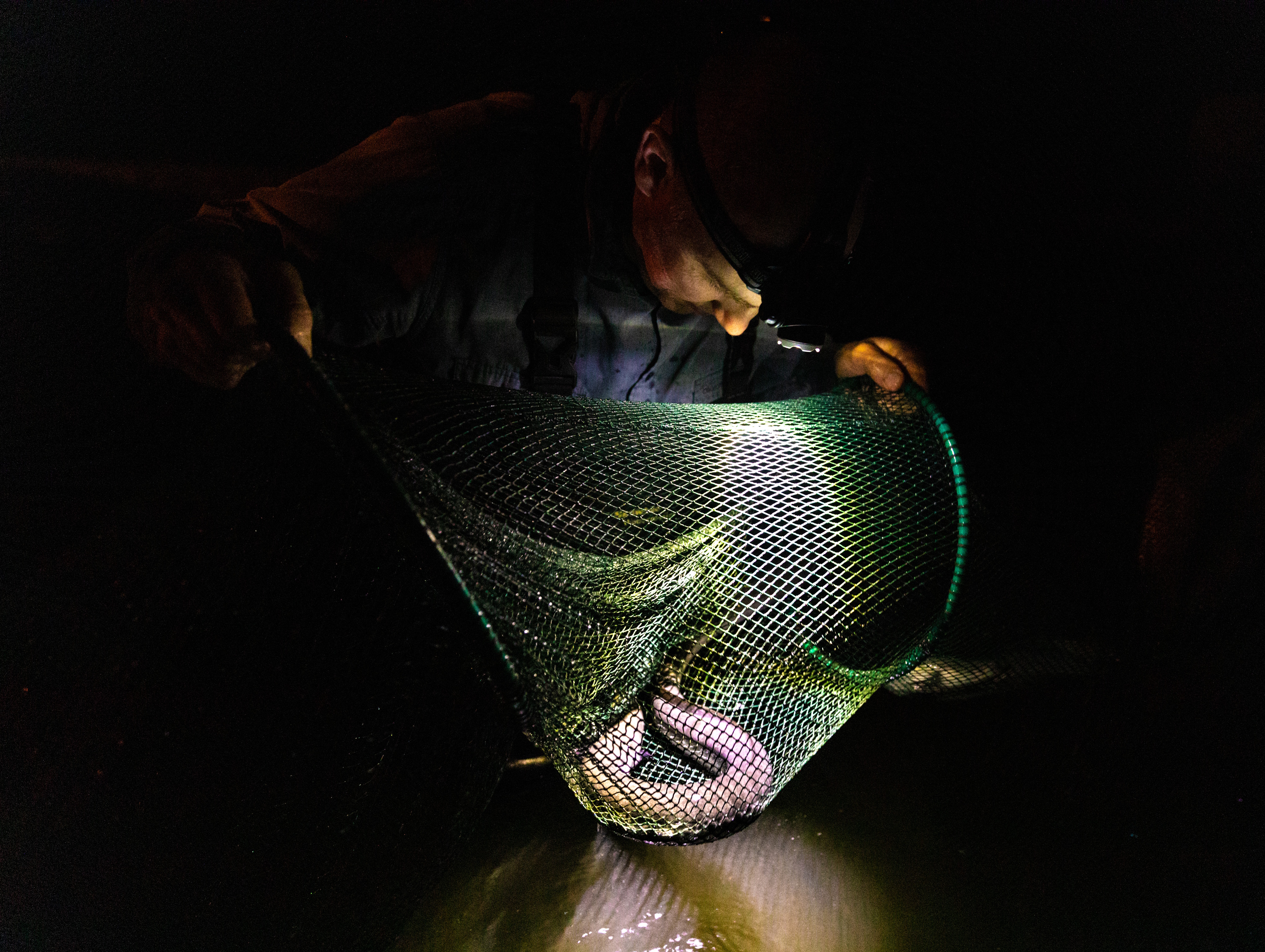 Trapping eels at night