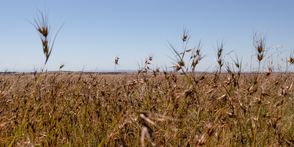 Victorian Volcanic Plains Grassland with Melbourne on the horizon