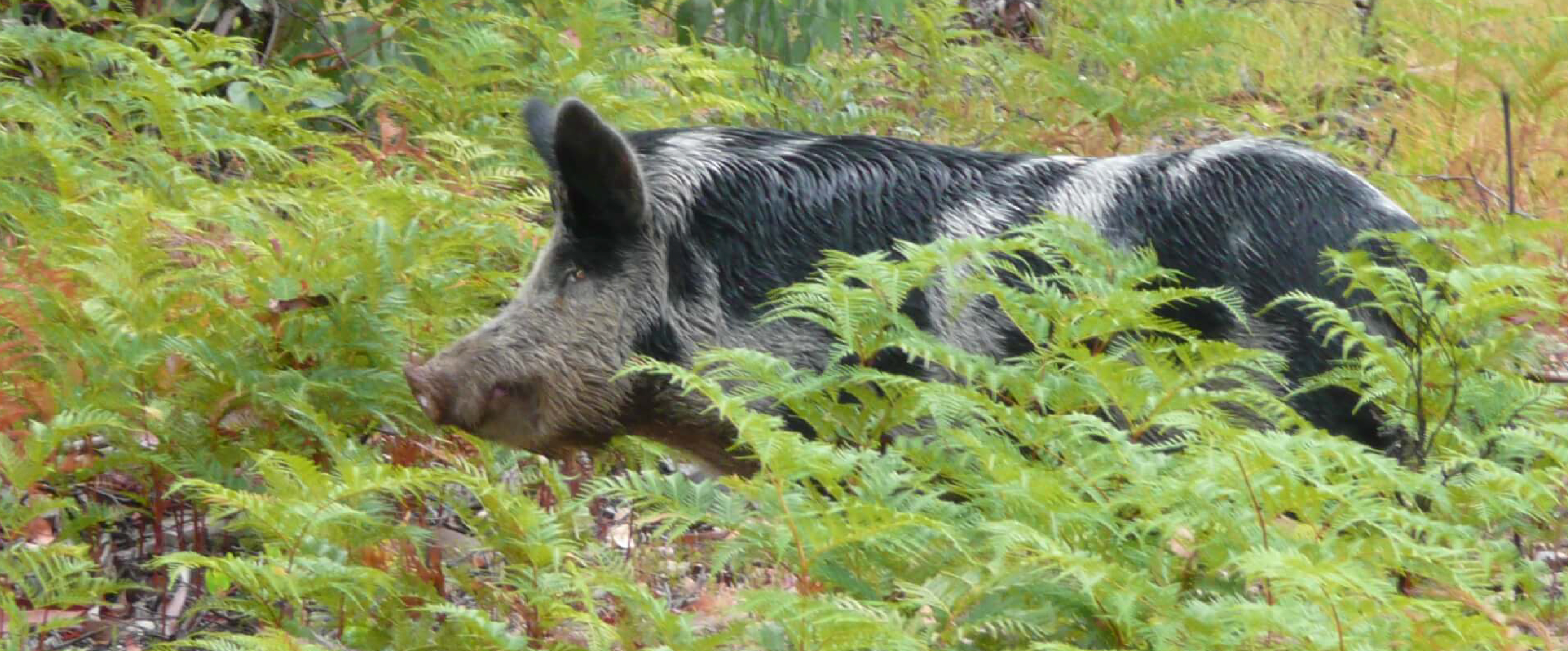 Feral Pig