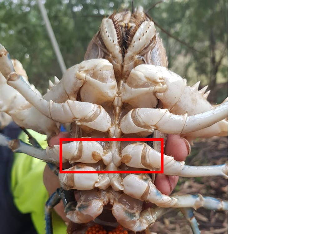 Female Murray Spiny Crayfish