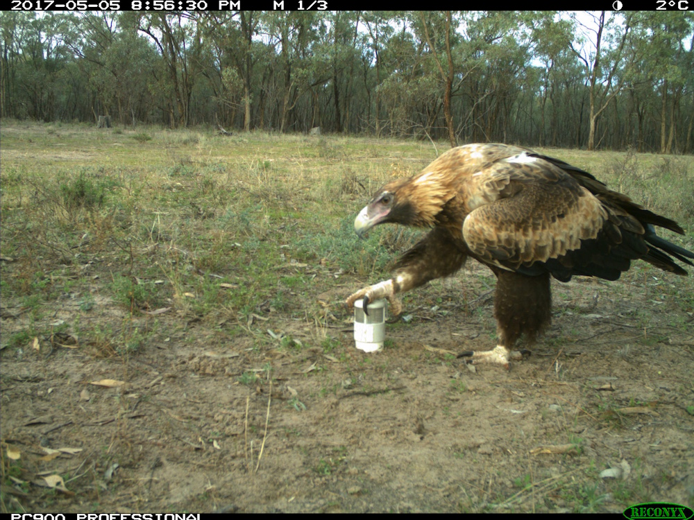 Wedge-tailed eagle caught on camera trap