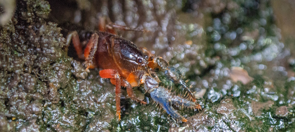 Dandenong Burrowing crayfish with blue claws