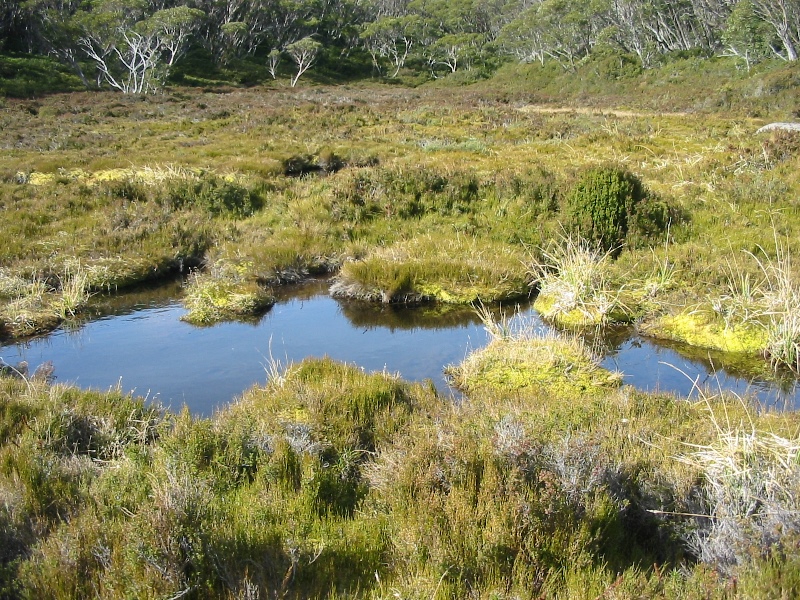 Sphagnum bog at Mt Baw Baw