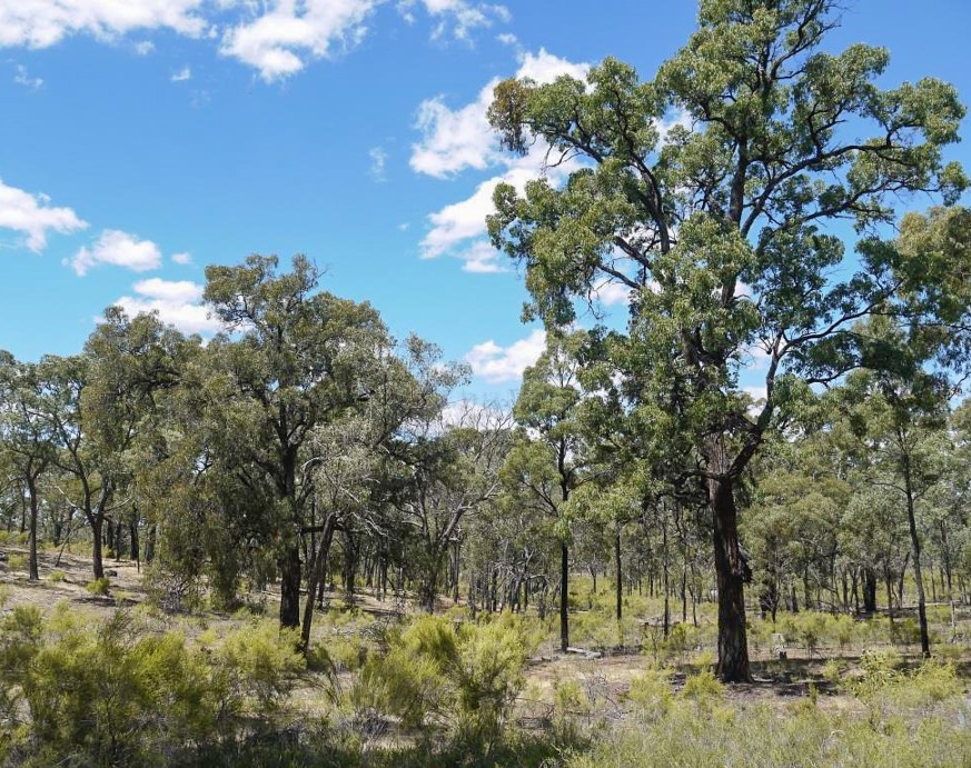 Box-Ironbark forest with a good diversity of structural elements
