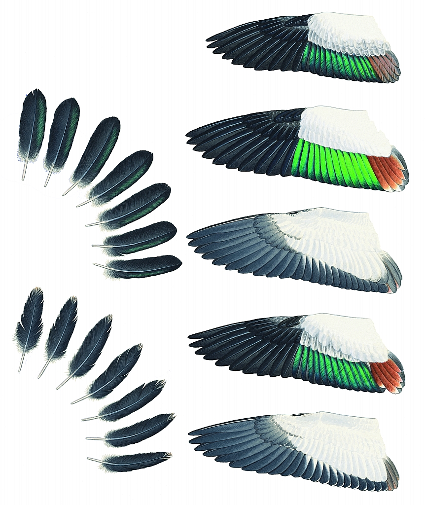 Feathers of the Australian Shelduck