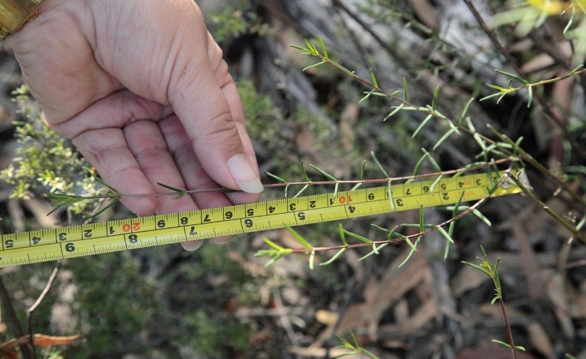 Measuring vegetation