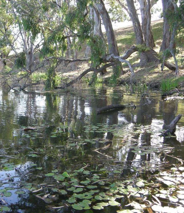 Tahbilk Lagoon, an important site for Freshwater Catfish