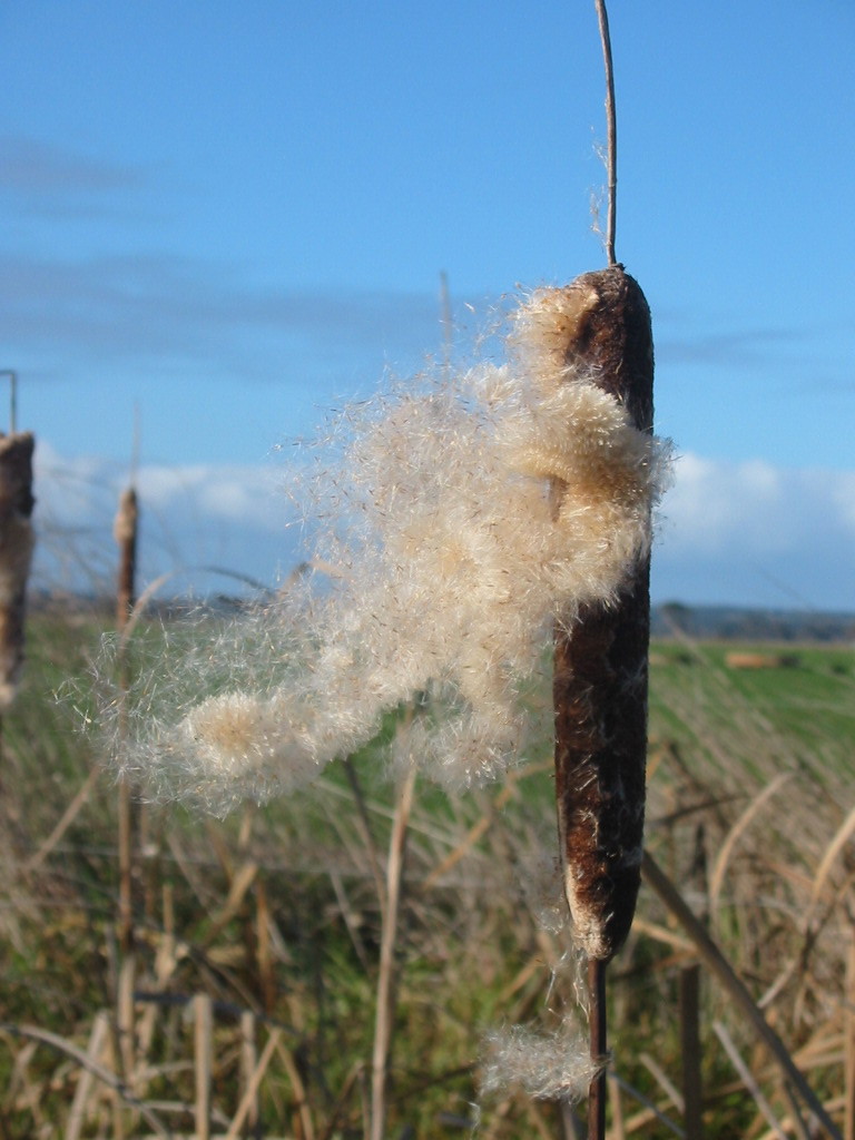Cumbungi (Typha domingensis) seeds have a feathery appendage (pappus) and can travel long distances in the wind