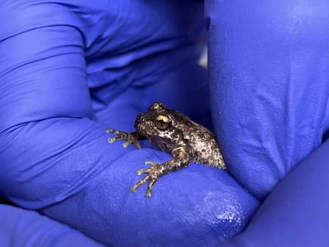 watson tree frog in hand