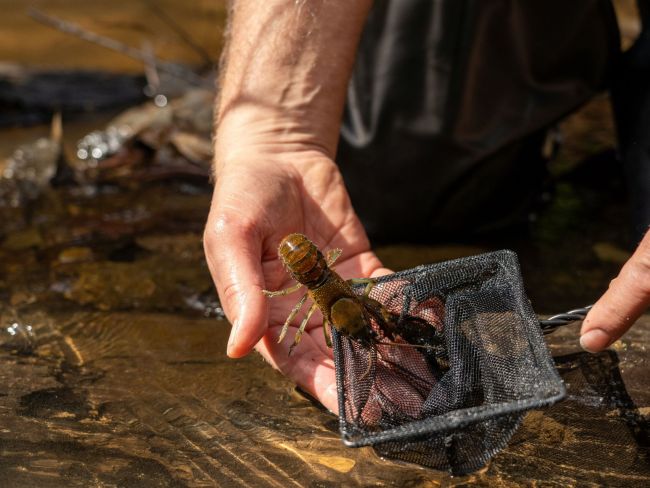 Crayfish and a hand