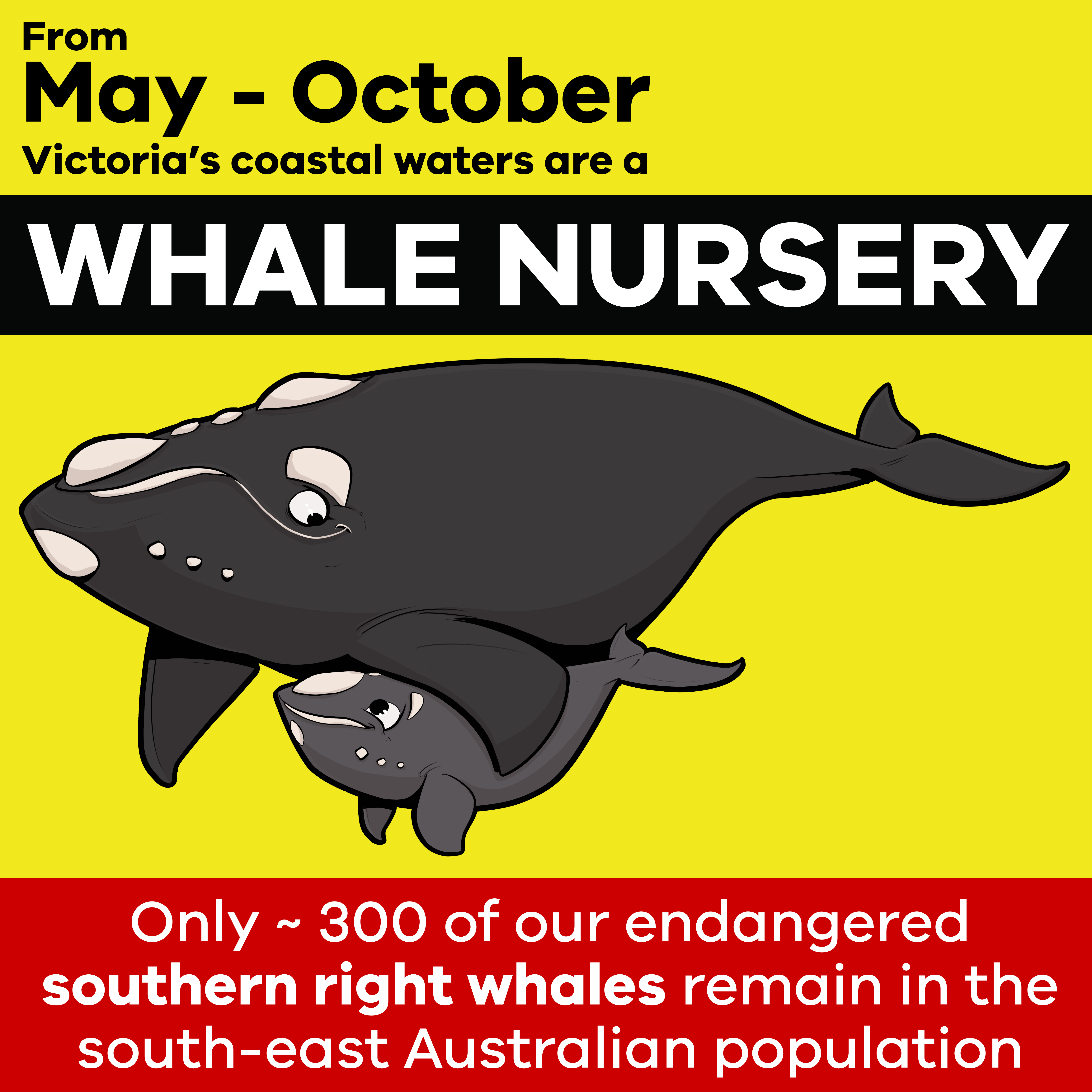 information flier on whale nurseries