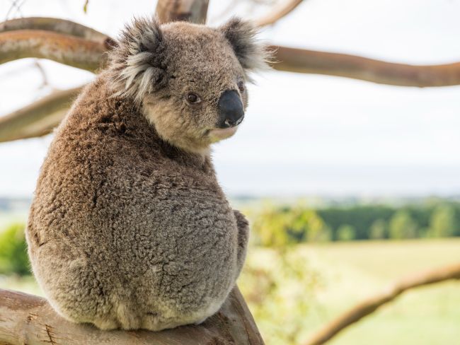 Koala in a tree