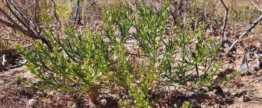 Winged peppercress landscape photo