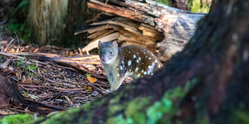 Spotted-tailed Quoll in forest