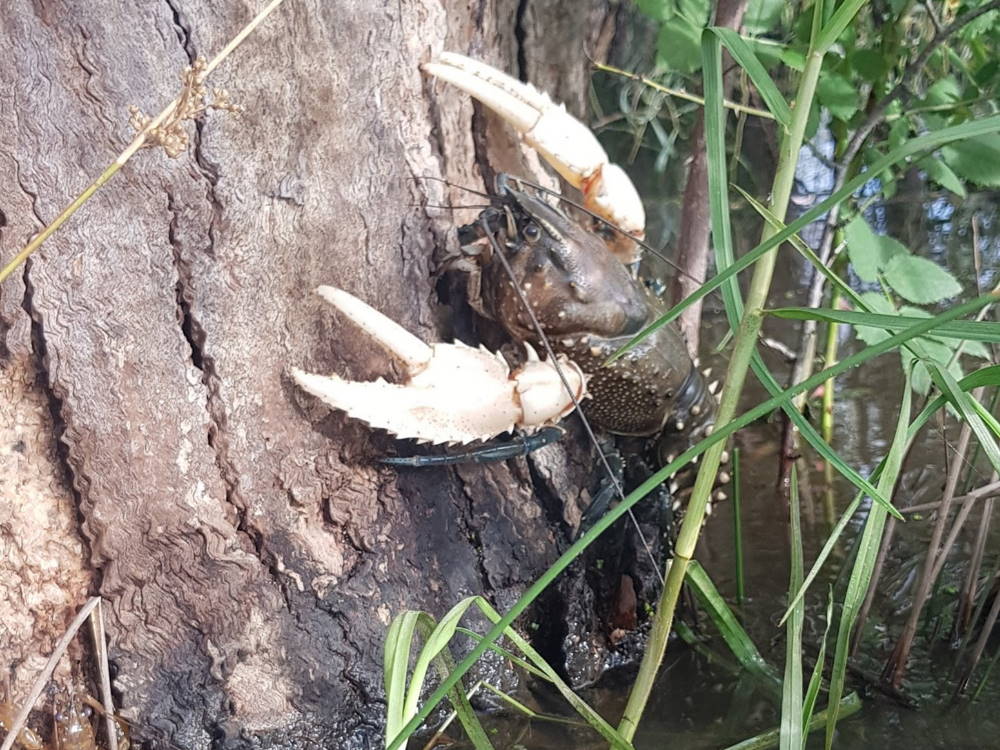 Murray Spiny Crayfish crawls out of water during blackwater event