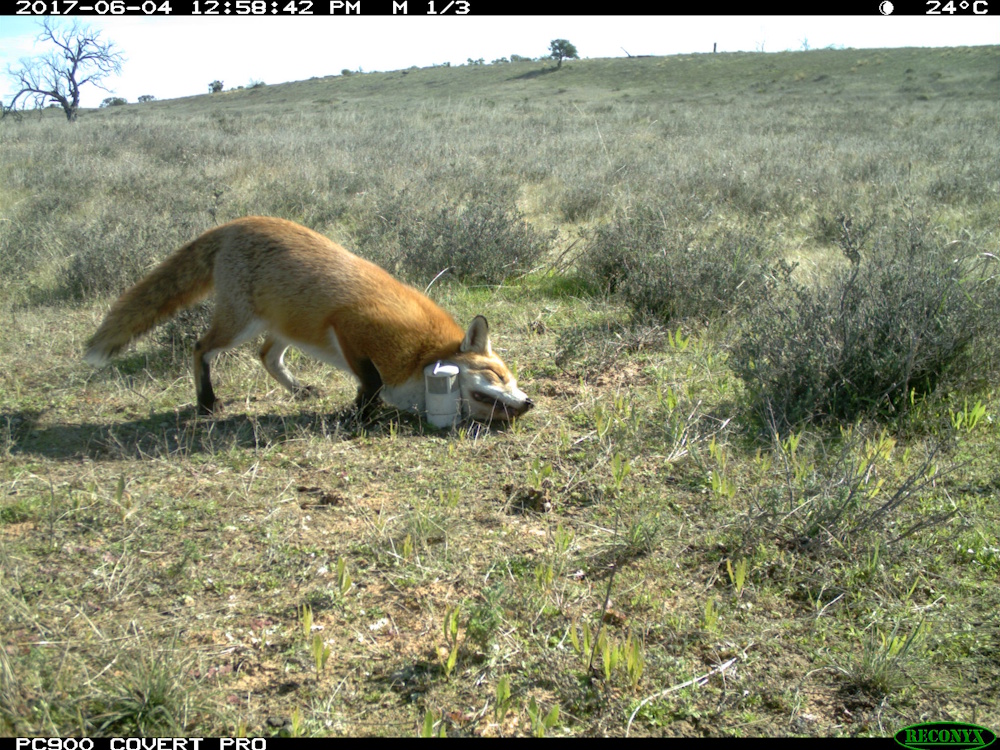 Fox leaving scent on camera trap bait