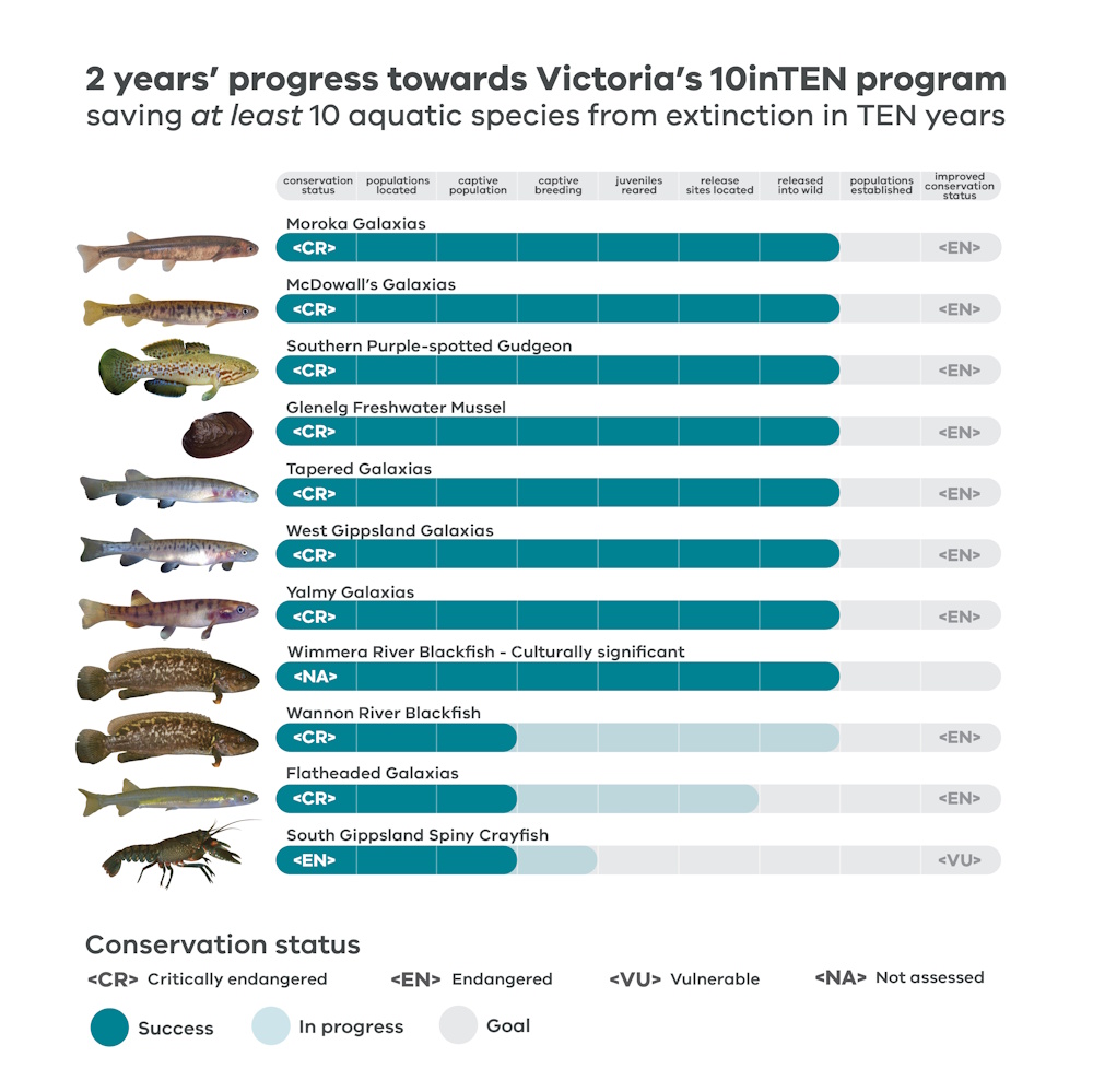 Progress graph for 10 aquatic threatened species as of May 2026. Species that have been successfully bread and released into the wild include: moroka galaxias McDowall's Galaxias, Southern purple-spotted gudgeon, tapered galaxias, west gippsland galaxias, yalmy galaxias, wimera river blackfish. Captive populations include wannon river blackfish, flatheaded galaxias and southern gipplsnad spiny crayfish.