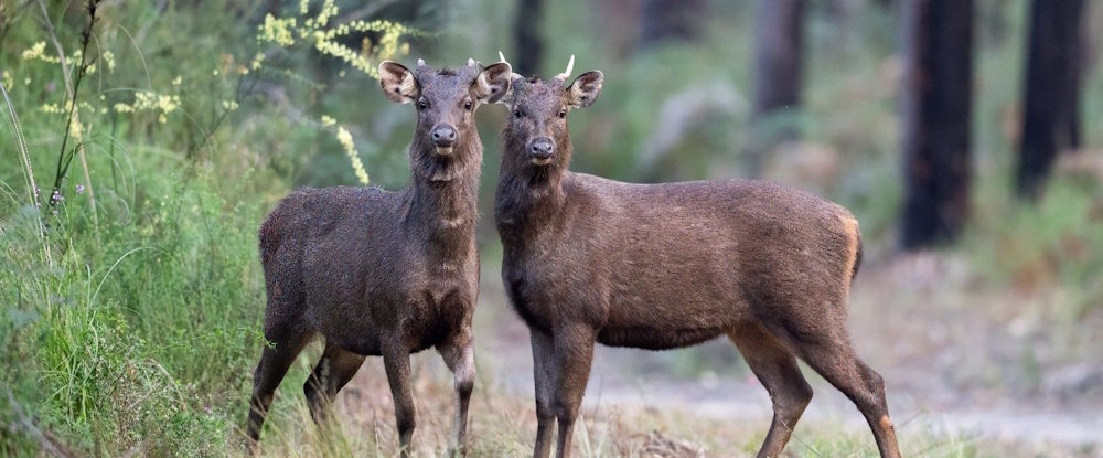 two sambar deer looking at camera in a Victorian forest