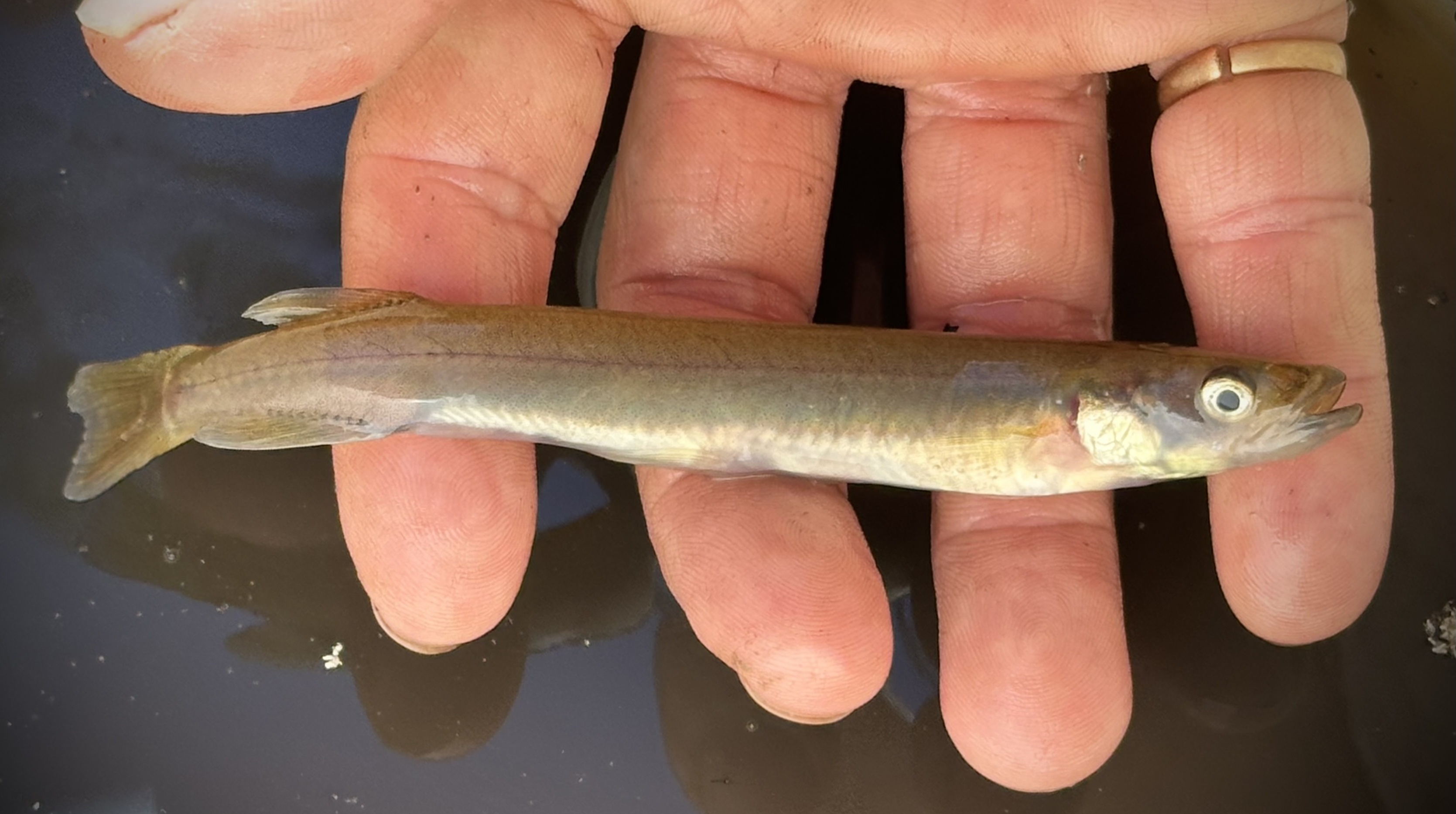 Flat-headed Galaxias