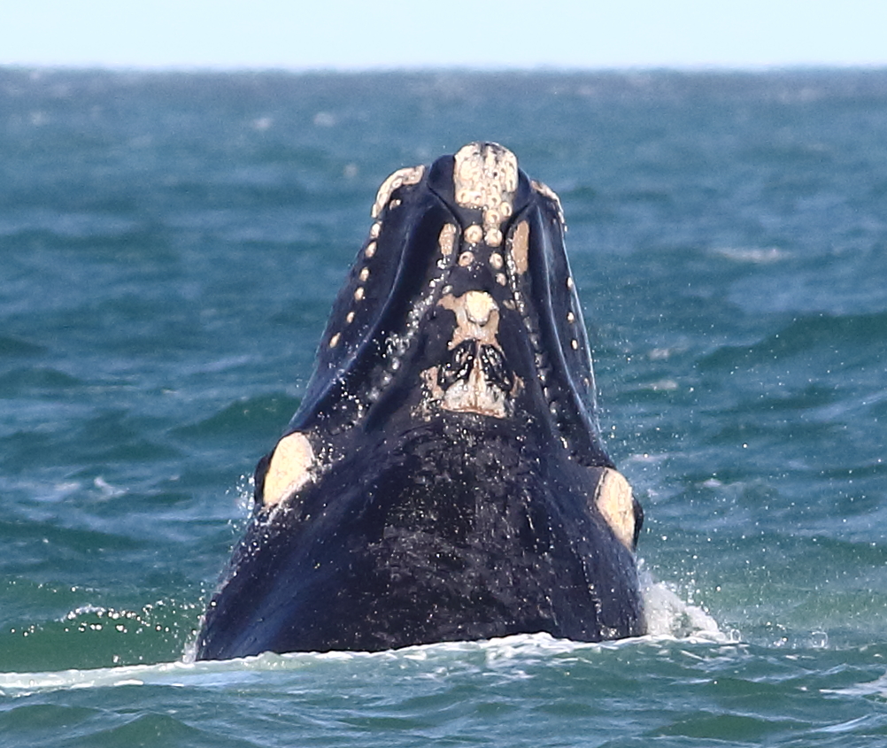 Southern Right Whale calf (SE1712) photographed from shore at The Basin near Killarney (photo by Mary Hartney)